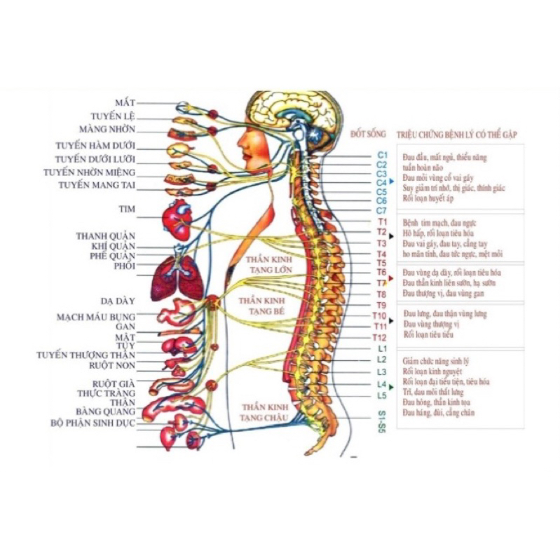 Tác hại của uống nước đá đối với hệ thần kinh
