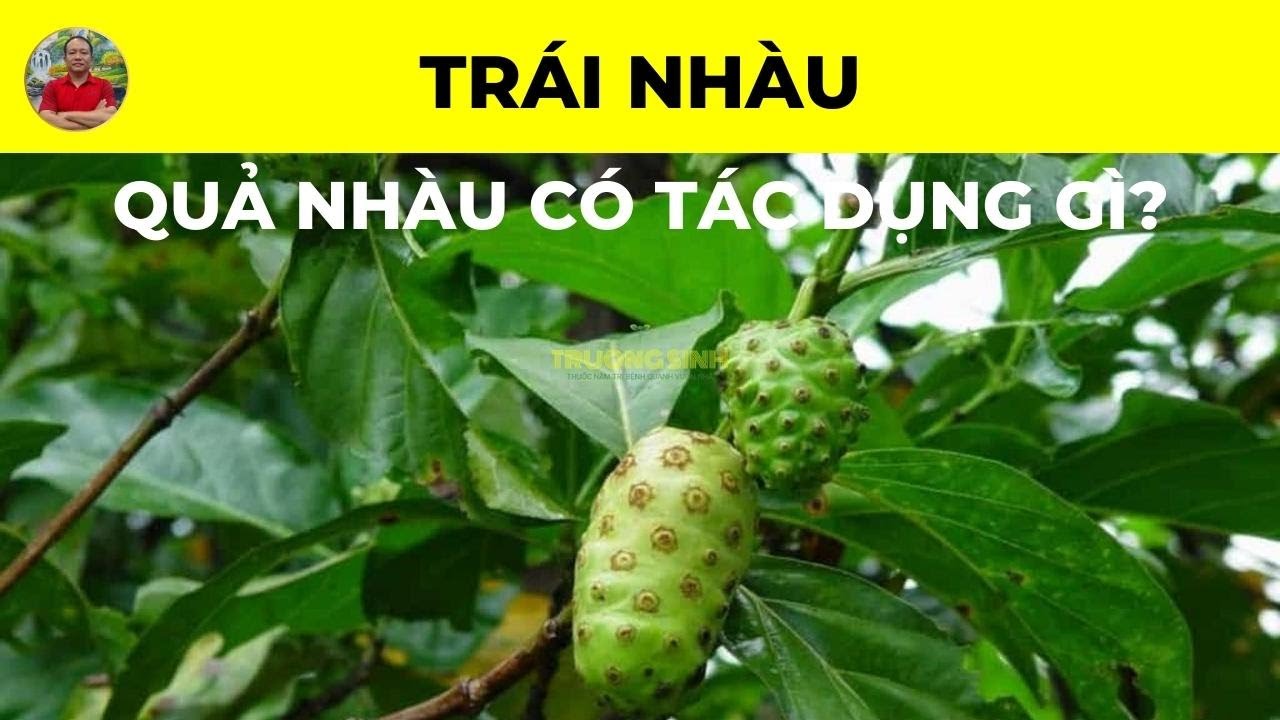 Quả Nhàu Là Gì Và Có Nguồn Gốc Từ Đâu?